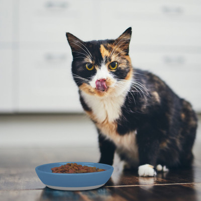 Vanness Ecoware Plato para gatos 8 oz. Vanness - 9
