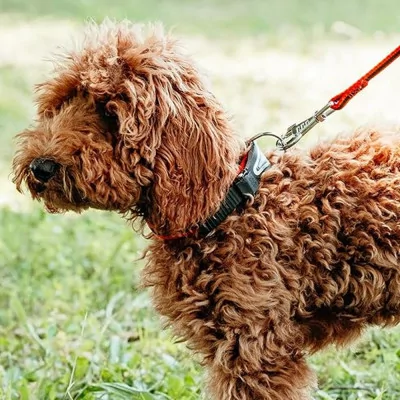 Ferplast Collar Ergocomfort Gris con Micro Regulación C15/33