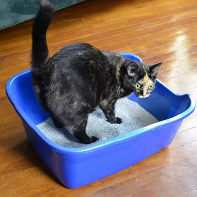 Vanness Litera Bandeja Grande Borde Alto Para Gatos CP2HS
