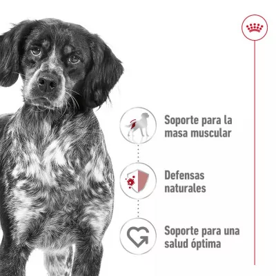 Alimento Royal Canin SHN para Perros Medianos Adultos 15Kg