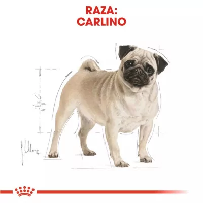 Alimento Royal Canin BHN para Perros Pug Adulto 3Kg