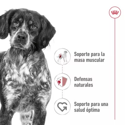 Salsa Royal Canin SHN para Perros Medianos Adultos 10x140gr