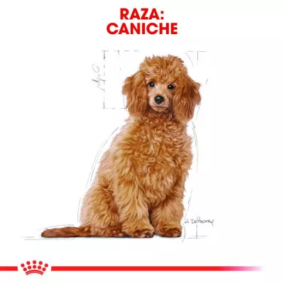 Alimento Royal Canin BHN para Perros Poodle Puppy 3Kg