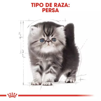 Alimento Royal Canin FBN para Gatitos Persa 4Kg
